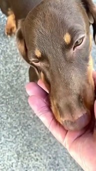 Есть город.....🙏🐶🐕 На добраніч🌙👋