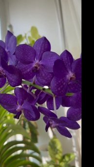 Моя самая любимая орхидея - Ванда 💜 Vanda Pak Chong Smaile 💜