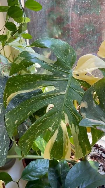 Монстера тайское созвездие 🌌 #aroid #aroidplant #monstera #monsterathaic