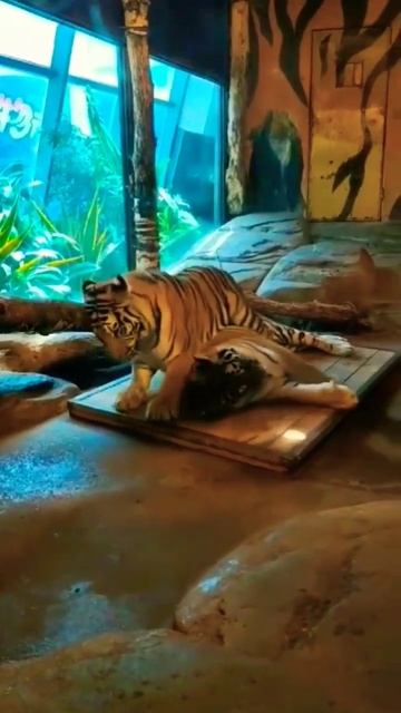 ХОЧУ НА МОРЭ #алтайскийкрай #прикол #смешноевидео #тиг?
