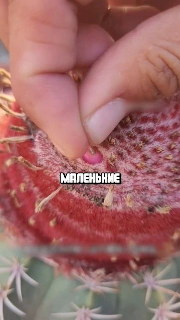 Что это за необычный кактус? #топ #история #наука