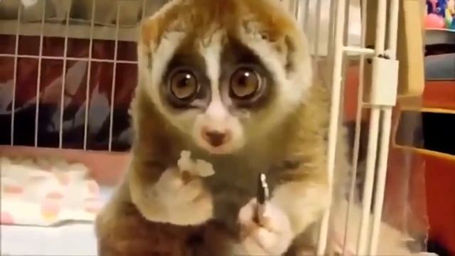 Удивительно трогательная подборка с животными!