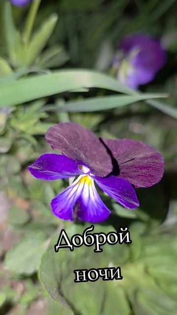 Доброй ночи