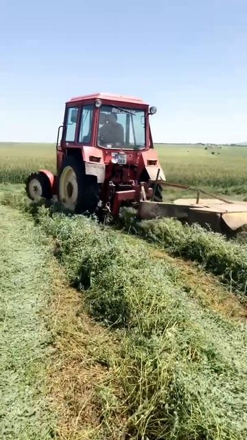 МТЗ 82 Беларус 825 покос люцерна - MTZ 82 Belarus 825 Cutting Alfalfa