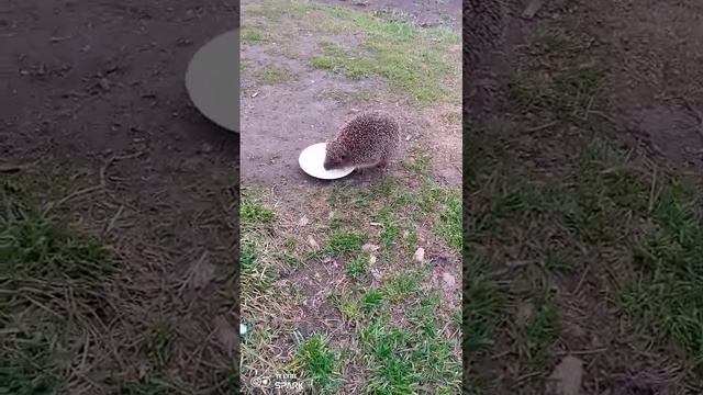 Нежданный гость пришел полакомиться молочком !!!!!!