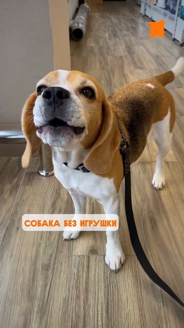 Сколько игрушек должно быть у собаки? Поделись в комме