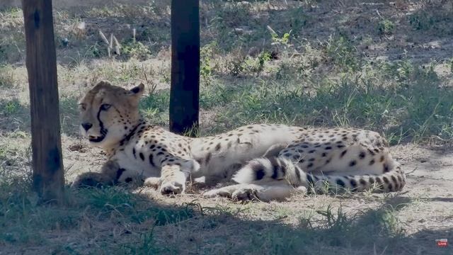 Милые котята кушают молочко