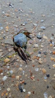 Краб приуныл 🦀