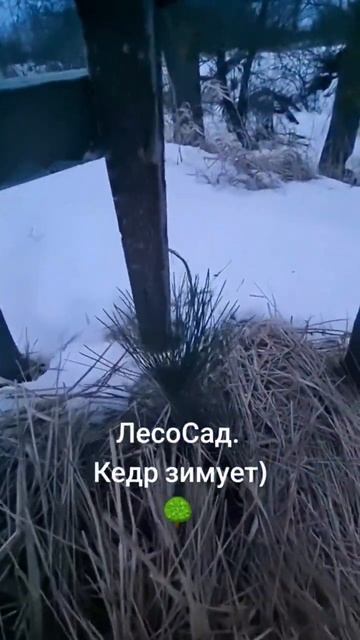 ЛесоСад. Кедр Сосны зимуют)#лесосад #кедр #сосна