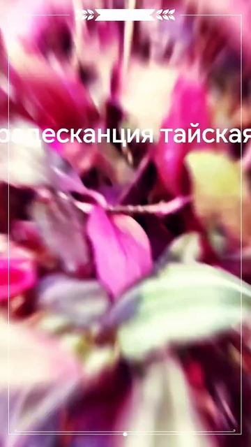 традесканция тайская #plants #фиолетовые традесканции #ц?
