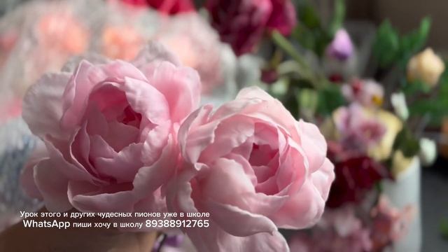 Новые пионы в моей коллекции / нежнятина / что есть в мо