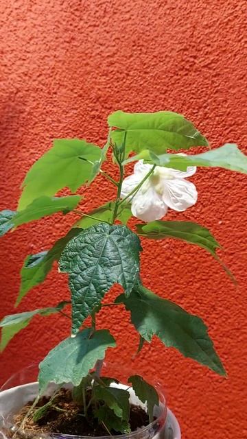 #Abutilon #АбутилонБелоснежка #garden #саднабалконе #комнатны