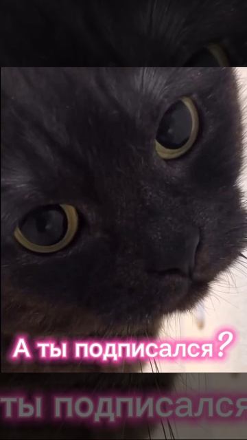 🫠✨🫠