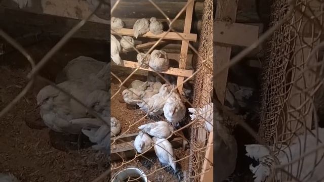 Оркестр молодых петушков Амераукана Лаванда ставит к?