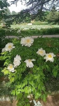 Симферополь цветут Пионы в Батончиком парке .28 апреля