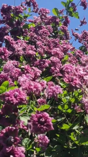 Мій красунчик, клематіс 3 групи сорту "Пурпурна Плєна Е