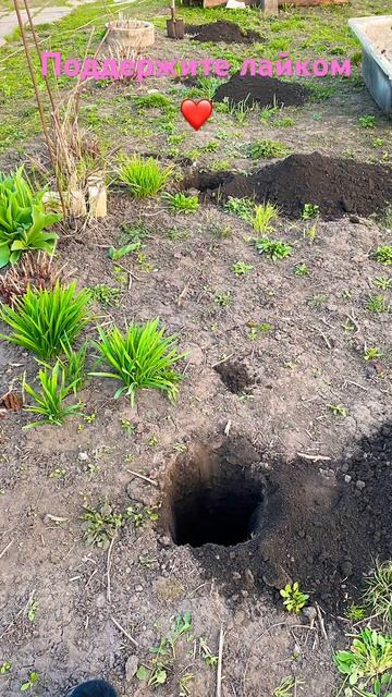 Подписывайтесь#цветы#клумба#