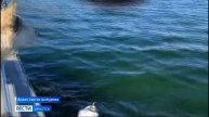 Вдоль береговой линии Байкало-Ленского заповедника обнаружили около ста рыболовных сетей