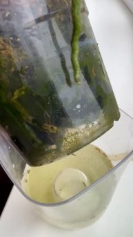 Как убрать зелень из горшка орхидеи