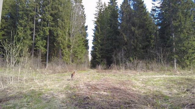 Прогулки по лесу. День за днем с дедом Многоведом. 29 ап?