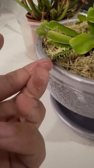 #мухоловка #цветок#питомец