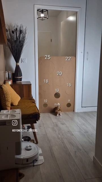 Котик не теряет времени зря,а развивает логику 👍😉😻