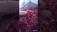 Сбор барбариса, и его применение🤔😁👍