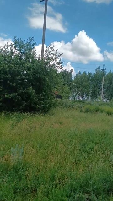 #едут косить люцерну#сельскоехозяйство#farming#сила#shorts