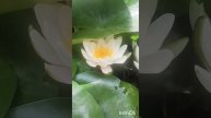 Первый кувшинки, в моём саду, в этом году.#кувшинки#сад