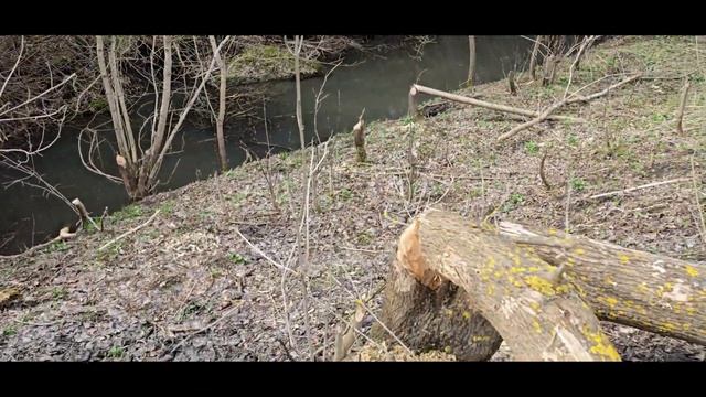 2025.04.река Воронец к истоку
