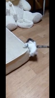 Скажи привет маме 😹 #животные #юмор #вайны #funnycats #дика?