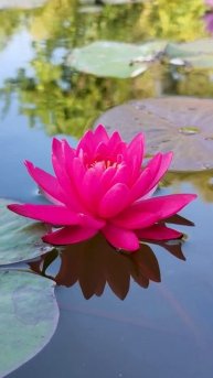 Nymphaea Margarita - Німфея Маргарита #lily #nymphaea #nature #flowers #нимфея