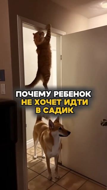 ПОЧЕМУ РЕБЕНОК НЕ ХОЧЕТ ИДТИ В САДИК