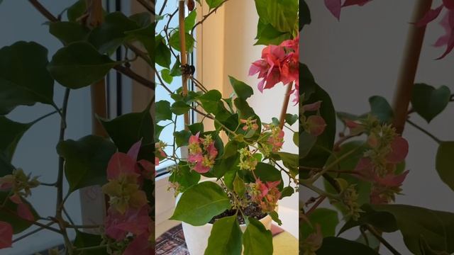 Бугенвиллия D. Purple