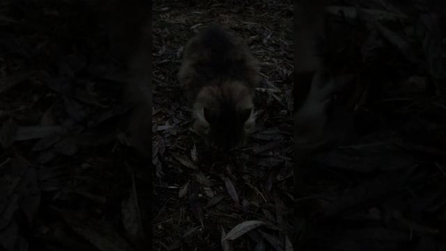 Кошка ест сосиску