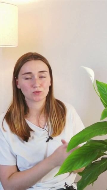 Горшок с Автополивом для растений, как использовать?  #