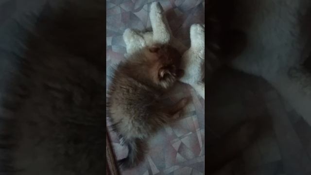 Медвежонок Тедди