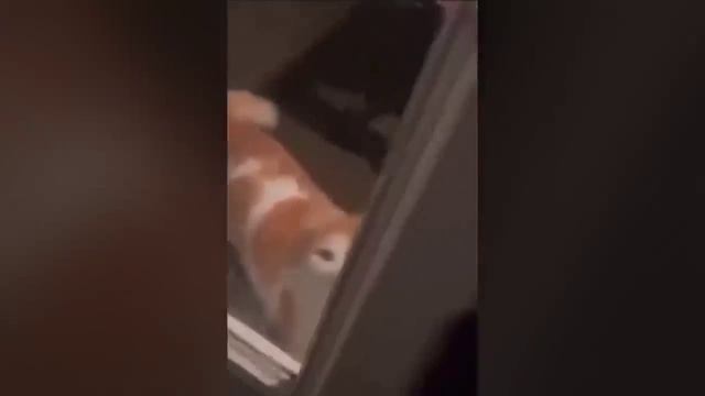 КотЭ (2)