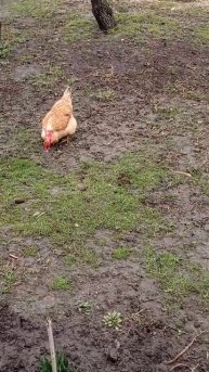 ЕДЯТ ЛИ КУРИЦЫ СКОРЛУПУ