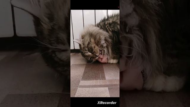 🐱😸❤️