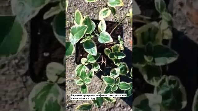 Барвинок пестролистный 🌱 #красота #дизайн #растения#в