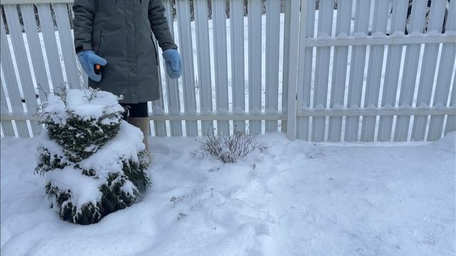 Входная зона. Разбор композиции из кустарников. Часть