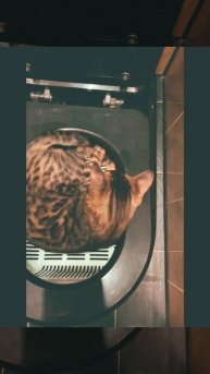 Кот решил быть взрослым и ходить на туалет, но что-то п?