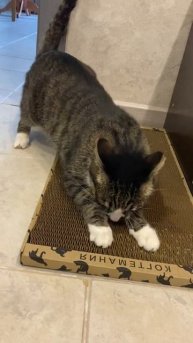 У этой когтеточки картон не мусорит!🔥👍