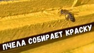 Удивительные моменты из жизни маленьких тружениц!
