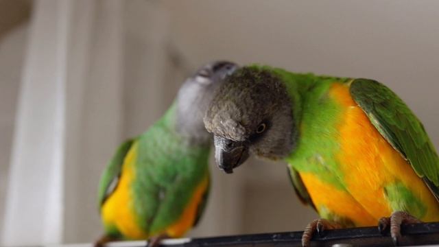 senegal_parrot1.mp4