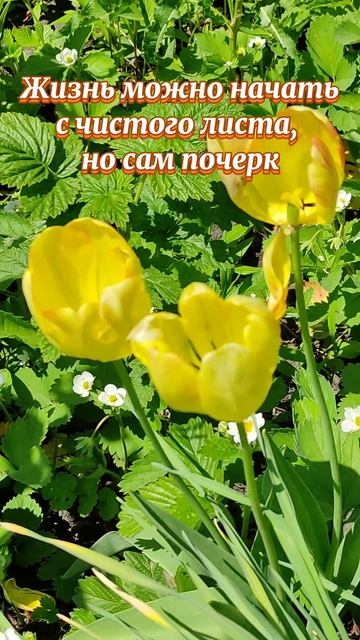Изменить почерк жизни #Мудрыевыражения