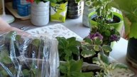 Укореняю за 5 дней 🌸 Шикарные корни у петунии за 14 дне?