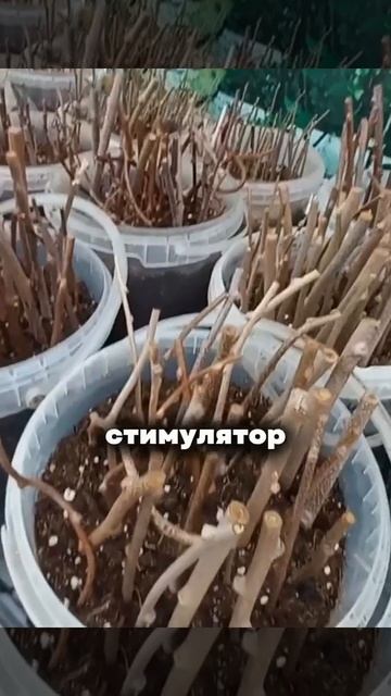 Cамый мощный укоренитель из подручных средств😉