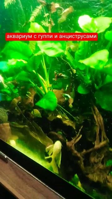 аквариум с анубиасами и гуппи🐟